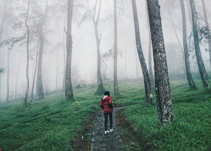 Hasil gambar untuk Taman Hutan Rakyat Ngargoyoso