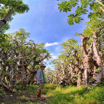 Kebun Kamboja Klaten