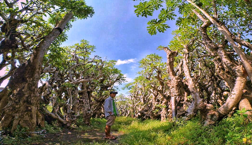 Kebun Kamboja Klaten