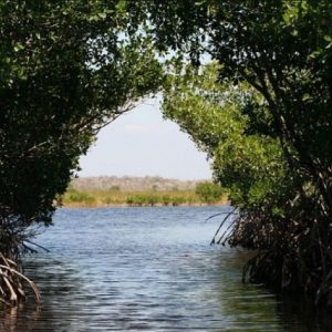 Wisata Hutan Mangrove Wana Tirta adalah destinasi ekowisata yang menawarkan pengalaman unik dan edukatif bagi pengunjung. Dengan keindahan alam