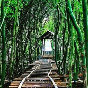 Wisata Hutan Mangrove Wana Tirta adalah destinasi ekowisata yang menawarkan pengalaman unik dan edukatif bagi pengunjung. Dengan keindahan alam