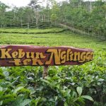 Kebun Teh Nglinggo adalah salah satu destinasi wisata alam yang terletak di dataran tinggi Kabupaten Kulon Progo, Yogyakarta.