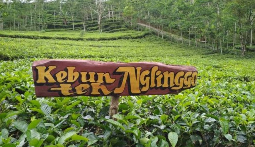 Kebun Teh Nglinggo adalah salah satu destinasi wisata alam yang terletak di dataran tinggi Kabupaten Kulon Progo, Yogyakarta.