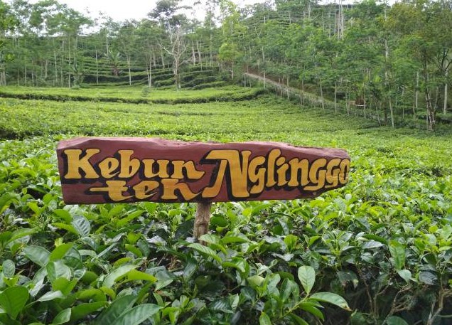 Kebun Teh Nglinggo adalah salah satu destinasi wisata alam yang terletak di dataran tinggi Kabupaten Kulon Progo, Yogyakarta.