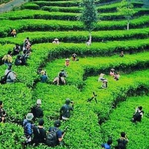 Kebun Teh Nglinggo adalah salah satu destinasi wisata alam yang terletak di dataran tinggi Kabupaten Kulon Progo, Yogyakarta.