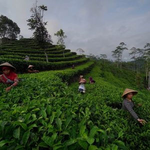 Desa Wisata Nglinggo adalah salah satu destinasi wisata yang terletak di Pegunungan Menoreh, tepatnya di Kabupaten Kulon Progo, Yogyakarta